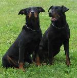 Chovatelska stanice ps�: AWAKE