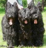 Chovatelska stanice ps�: EMINENTIA SIBRA