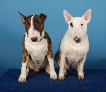 Chovatelska stanice ps�: LORDSHINE