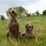 Chovatelska stanice ps�: SIRIUS NOVA