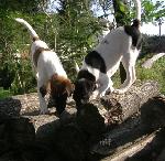 Chovatelska stanice ps�: DE LA AMORRADA M�GICA