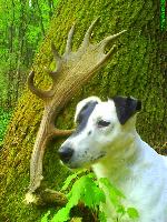 Chovatelska stanice ps�: Z KARPATSK�CH STR�N�