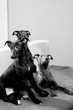 Chovatelska stanice ps�: TEQAMBA