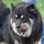 Chovatelska stanice ps�: OD KREMILKA CZ