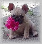 Chovatelska stanice ps�: VAN-BULL