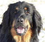 Chovatelska stanice ps�: PEKTOR�V STATEK