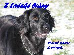 Chovatelska stanice ps�: Z LA�SK� BR�NY