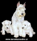 Chovatelska stanice ps�: DOROTHEA ZE SOLN�