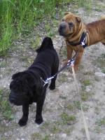 Chovatelska stanice ps�: ARIN-PEI