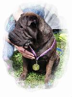 Chovatelska stanice ps�: BLACK JESSIE PEI