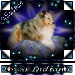 Chovatelska stanice ps�: IOWA INDIANA