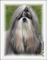 Chovatelska stanice ps�: GLITTER OF BOHEMIA