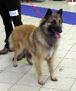 Chovatelska stanice ps�: ALMUR ROYAL