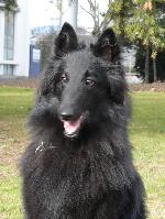 Chovatelska stanice ps�: Z HENRISARU