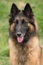 Chovatelska stanice ps�: CRAZITTA