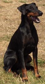 Chovatelska stanice ps�: ZE Z�MECK� ZAHRADY