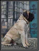 Chovatelska stanice ps�: U T�� O�ECH�