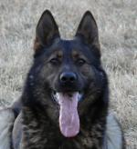 Chovatelska stanice ps�: Z CEDROVA