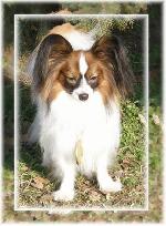 Chovatelska stanice ps�: CAMILLA ALTAIR