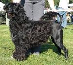 Chovatelska stanice ps�: CORDATA