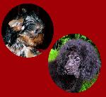 Chovatelska stanice ps�: GREKA NOVA