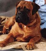 Chovatelska stanice ps�: BUSAN MAR-�I