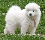 Chovatelska stanice ps�: V�TRN� BOU�E