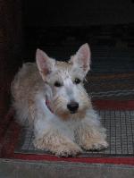 Chovatelska stanice ps�: MYSTERY TARGET