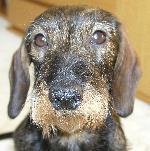 Chovatelska stanice ps�: VORMICELLI