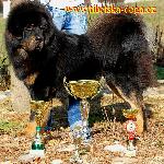 Chovatelska stanice ps�: OD K�EM�LKA