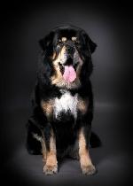 Chovatelska stanice ps�: GANGKAR