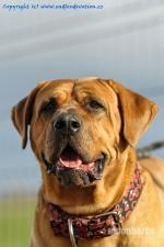 Chovatelska stanice ps�: ENDLESS DEVOTION