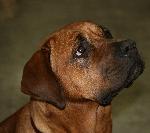 Chovatelska stanice ps�: TOSADAR