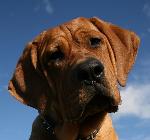 Chovatelska stanice ps�: HV�ZDA OBZORU