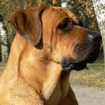 Chovatelska stanice ps�: ATOSAJ