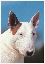 Chovatelska stanice ps�: OD �UH�JKA Z �ERN�