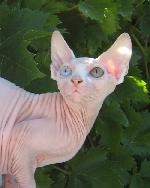 Chovatelska stanice ps�: BLUEBUTTERFLY