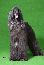 Chovatelska stanice ps�: WAPINI VON FOLGE