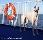 Chovatelska stanice ps�: BOHMAR