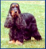 Chovatelska stanice ps�: MEOCAMMEO