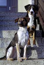 Chovatelska stanice ps�: DAKAM