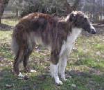 Chovatelska stanice ps�: MONTEKA