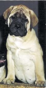 Chovatelska stanice ps�: MADBULL FARM