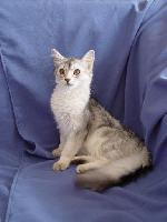 Chovatelska stanice ps�: ZE SVOBODY,CZ