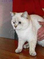 Chovatelska stanice ps�: AKSAMBRI*PL