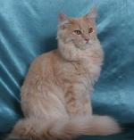 Chovatelska stanice ps�: SANTE D ORSY