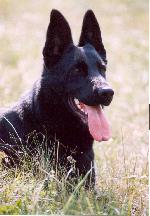 Chovatelska stanice ps�: Z DIT�INA DVORA