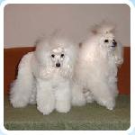 Chovatelska stanice ps�: Z �ERNOB�L�HO SNU