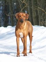 Chovatelska stanice ps�: WANDELLMERE