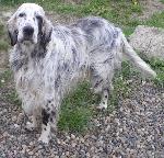 Chovatelska stanice ps�: DAMA KRKONO�E